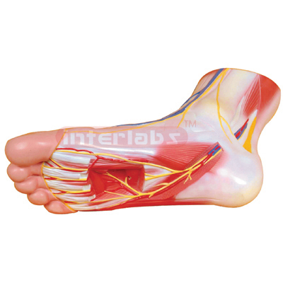 Foot Anatomy Model